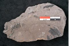 Foto (Detailansicht) von Neuropteris sp.  (NHMW-GEO-2024-0188-10710)